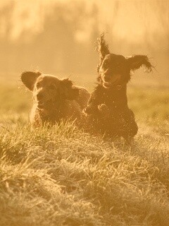 Весёлые таксы обои