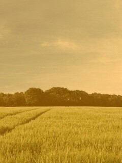 Следы колеи в поле обои