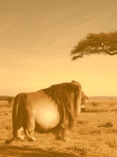 Толстый лев обои