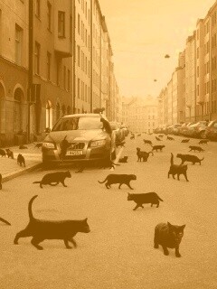 Город кошек обои