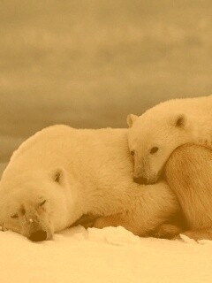 Белые мишки спят обои