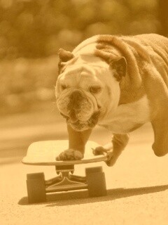 Собака на скейтборде обои