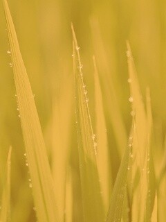 Яркая зеленая трава обои