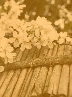 Веточка цветущей вишни обои