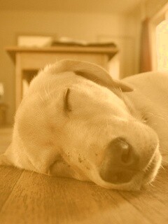 Собака спит обои