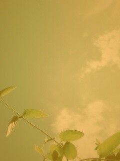 Веточки на фоне неба обои