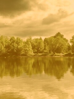 Деревья на берегу озера обои