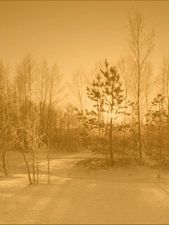 Зимний лес обои