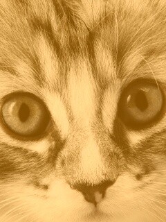 Пушистый котенок обои