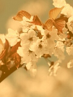 Белые цветы вишни обои