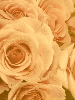 Букет розовых роз обои