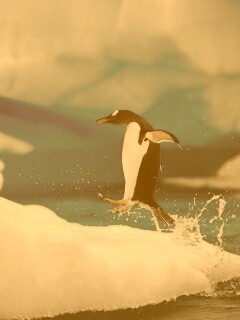 Пигвин запрыгивает на льдину обои
