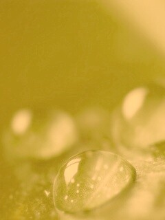 Зеленые капли росы обои