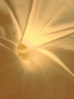 Нежный голубой цветок обои