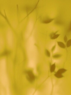 Зелень за стеклом обои