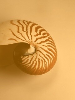Ракушка в полоску обои