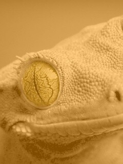 Ящерка обои