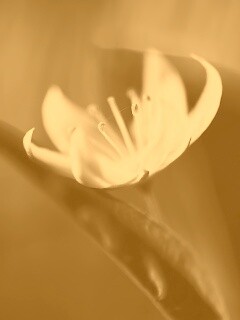 Белый цветок обои