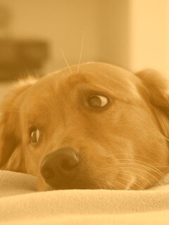 Лабрадор-ретривер обои