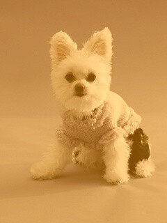 Собачка в свитере обои