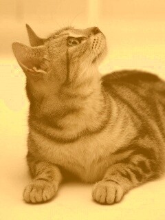 Котэ смотрит наверх обои