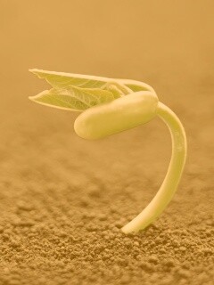 Макро фото зелёного росточка обои