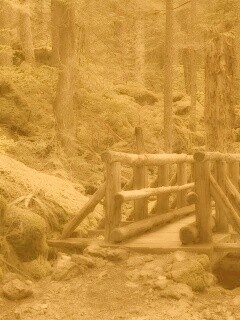 Бревенчатый мост в лесу обои