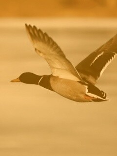 Полёт утки обои