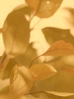 Увядающие листья обои