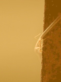 Муравей-пожарник обои