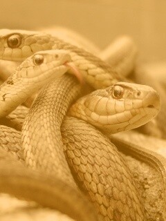 Клубок змей обои