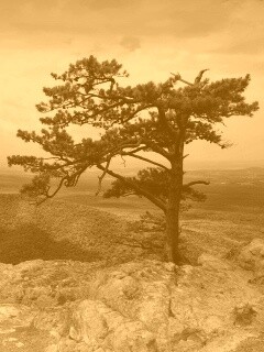 Горное дерево в черно-белых тонах обои