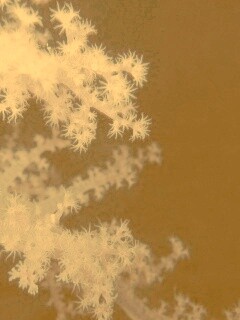 Кораллы обои