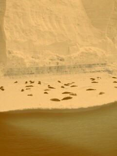 Лежбище тюленей обои