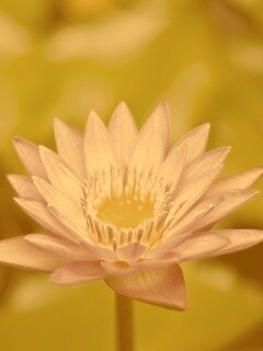 Фиолетовый цветок обои