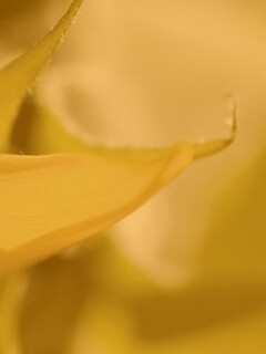 Солнечный цветок обои