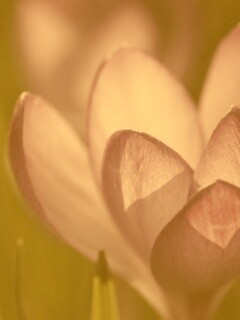 Фиолетовый крокус обои