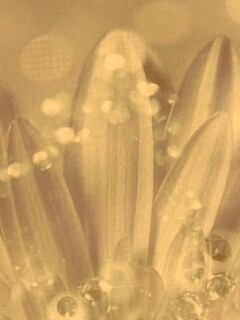 Белые лепестки обои