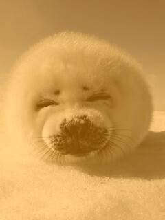 Тюлень-колобок обои