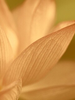 Лепестки цветов обои