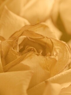 Увядающая роза обои