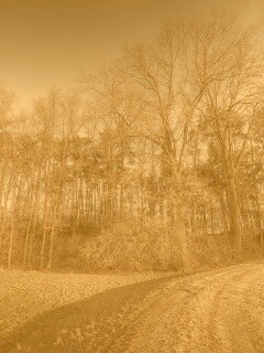 Дорога в лес обои