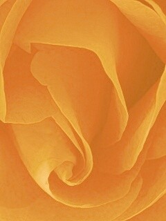 Макро фотка бутона обои