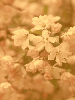 Весенние цветы обои