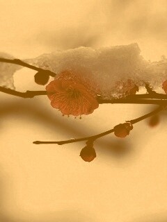 Цветы под снегом обои