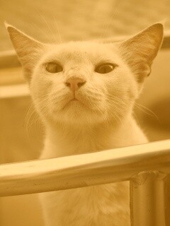 Настороженно принюхивающийся кот обои