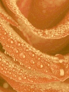 Роза в каплях обои