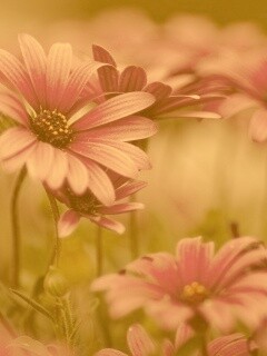 Яркие фиолетовые цветы обои