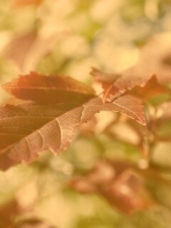 Красивые осенние листья в баговых цветах обои