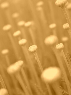 Молодые стебли обои